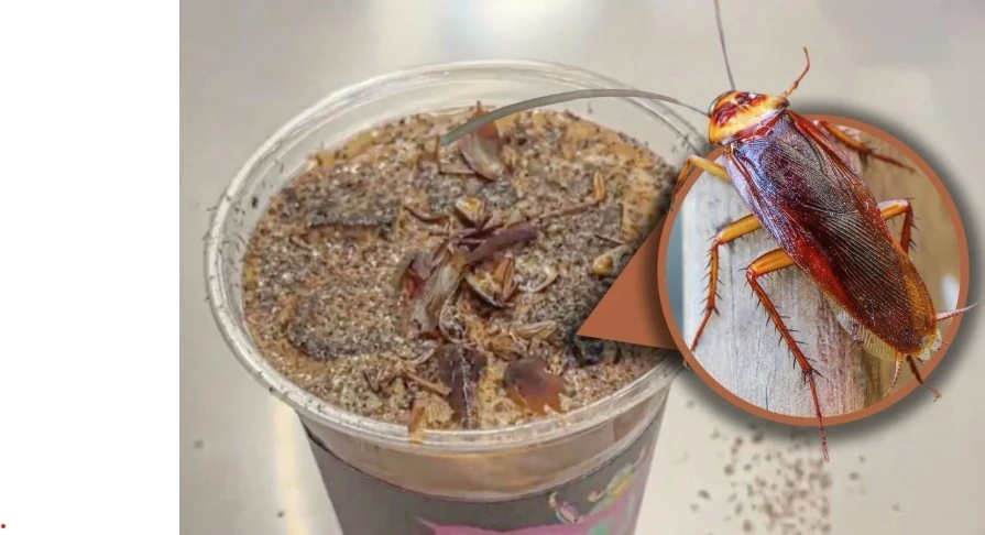 Cà phê gián gây sốc ở Trung Quốc