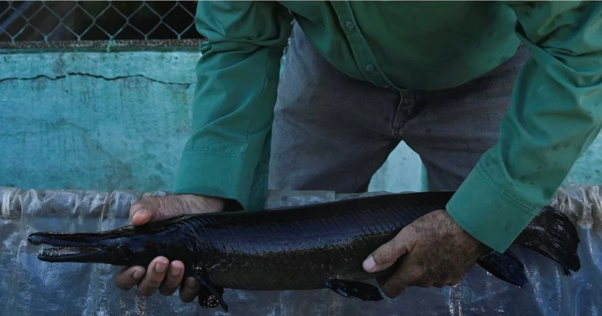 Chạy đua với thời gian cứu loài cá cổ xưa như khủng long