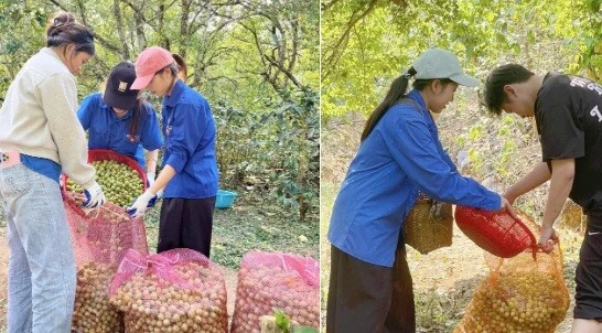 Thanh niên Sơn La 'giải cứu' vườn mận sau mưa đá