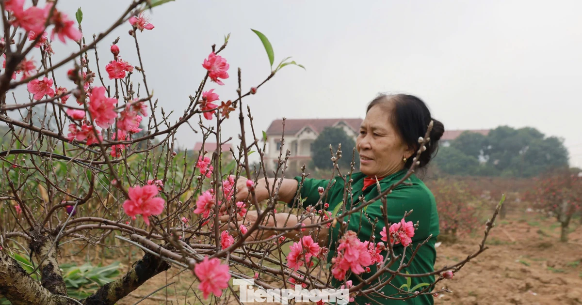 Nông dân trồng đào đất Tổ điều tiết để hoa nở đúng những ngày Tết