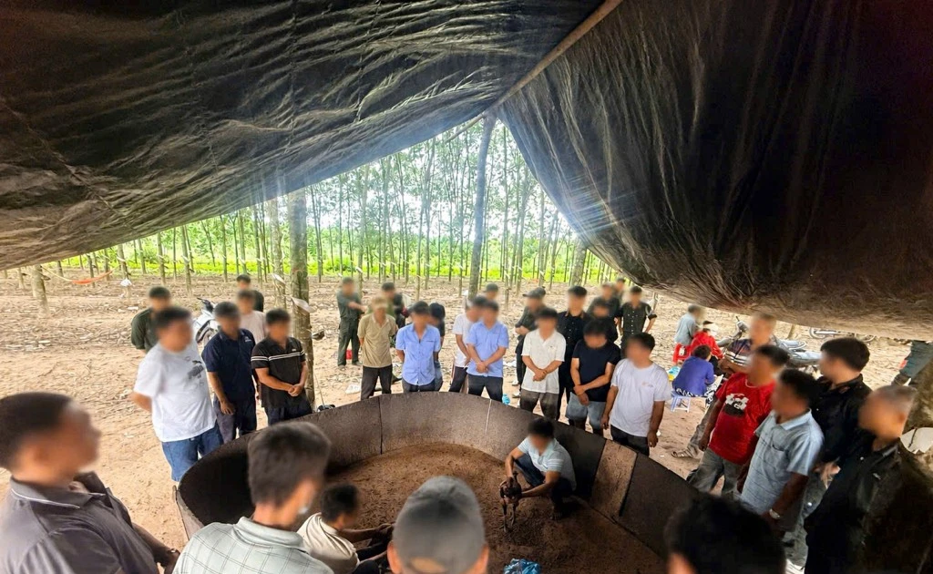 Sới đá gà 'nhóm họp định kỳ' giữa vườn cao su ở Tây Ninh