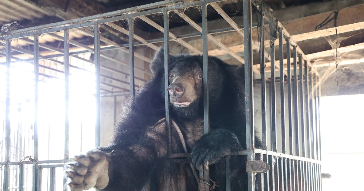 Giải cứu 2 gấu ngựa sau gần một năm vận động