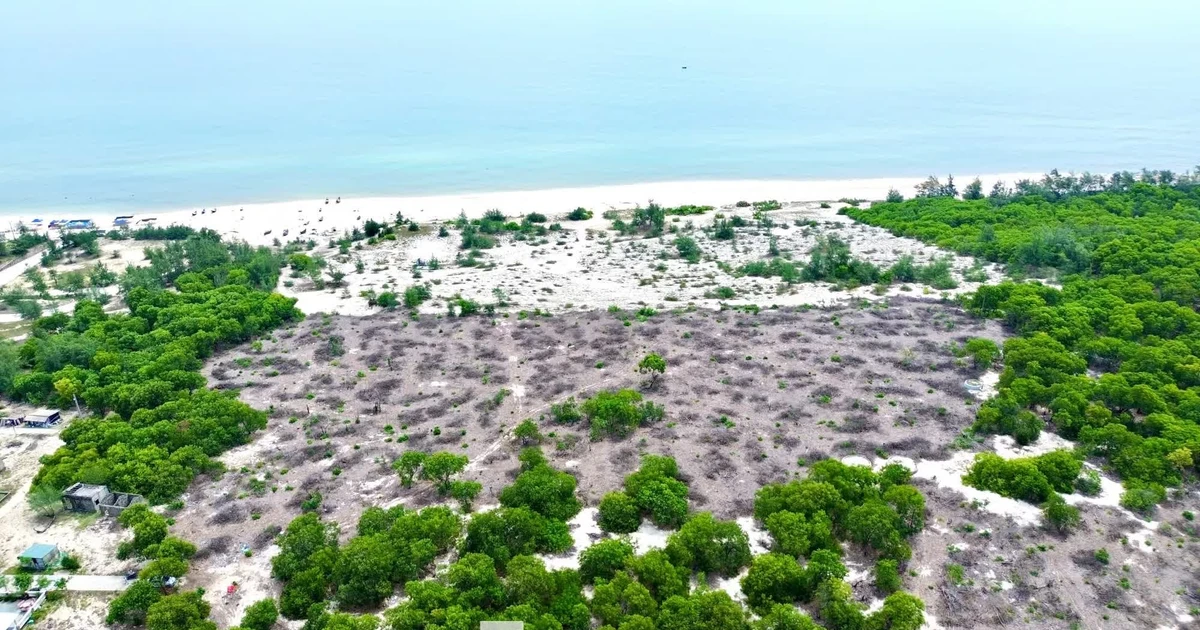 Cách chức Phó Chủ tịch phường liên quan bán trái phép rừng phòng hộ ven biển