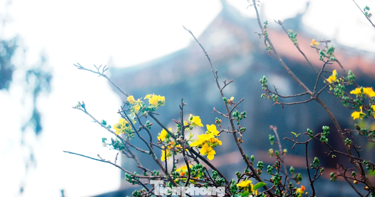 Hoàng mai hoa khoe sắc ở kinh đô Huế