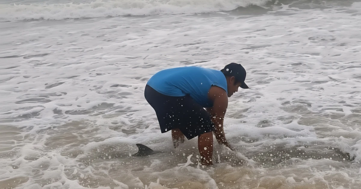 Phát hiện cá heo mắc cạn tại vùng biển TP Huế