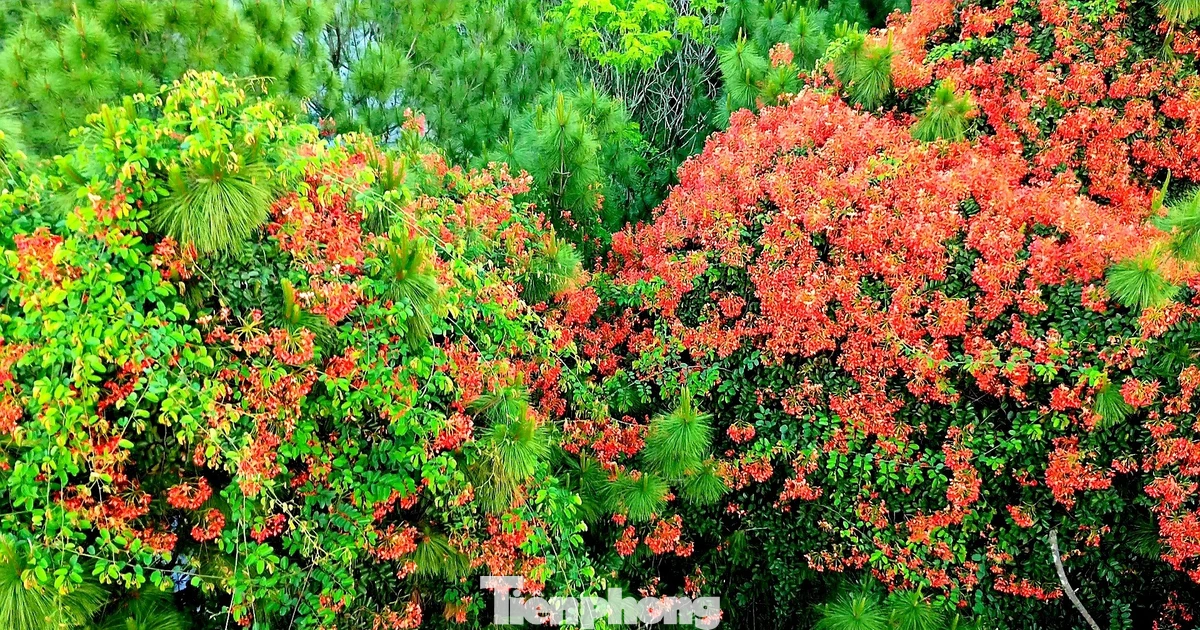 Hoa phượng rực rỡ giữa ngàn thông ở Vọng Cảnh