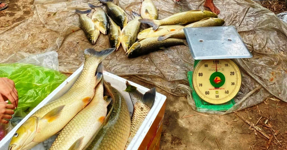 Xác định nguyên nhân 12 tấn cá nuôi lồng chết trên sông tại Huế