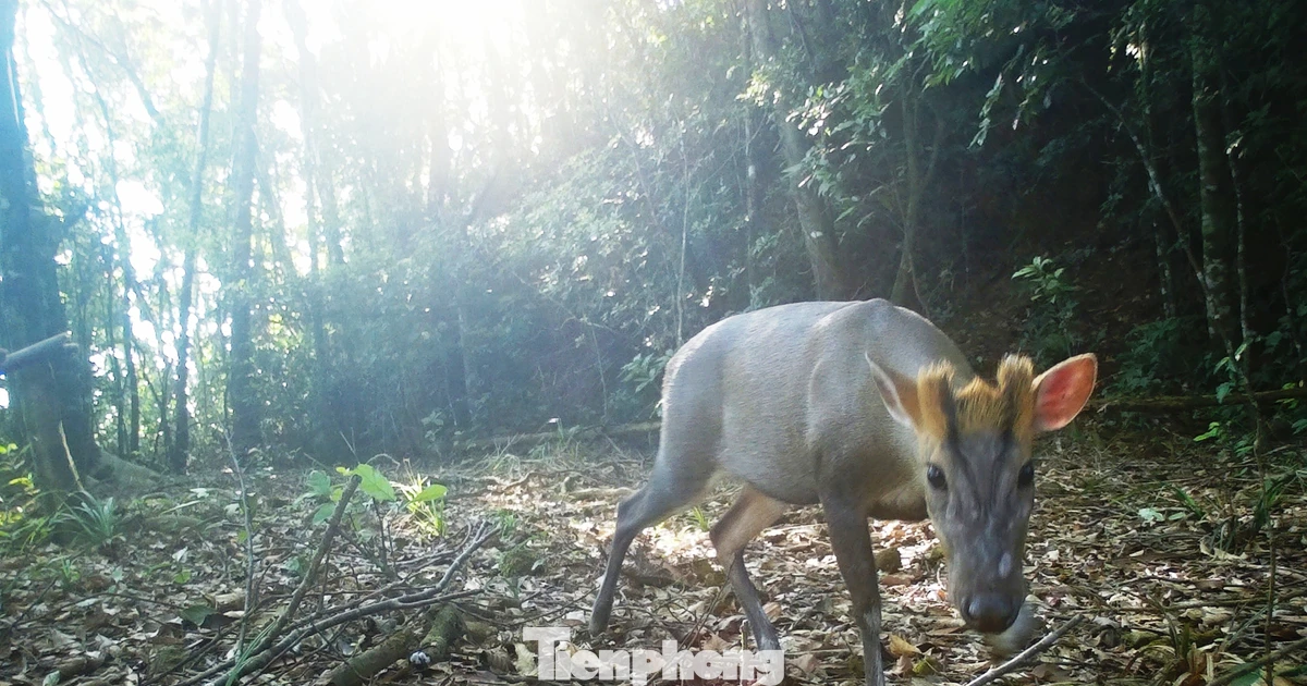 Bất ngờ từ bẫy ảnh trong khu vườn Di sản ASEAN tại miền Trung