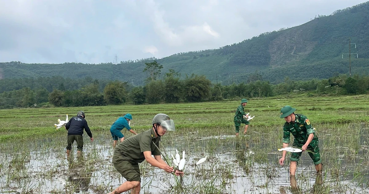 Huế mạnh tay với nạn săn bắt chim trời trái phép