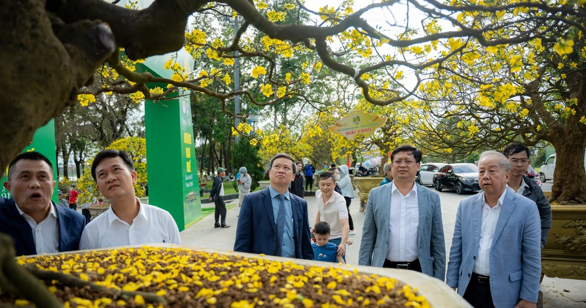 Gần 500 tuyệt tác Hoàng mai Huế khoe sắc bên dòng sông Hương