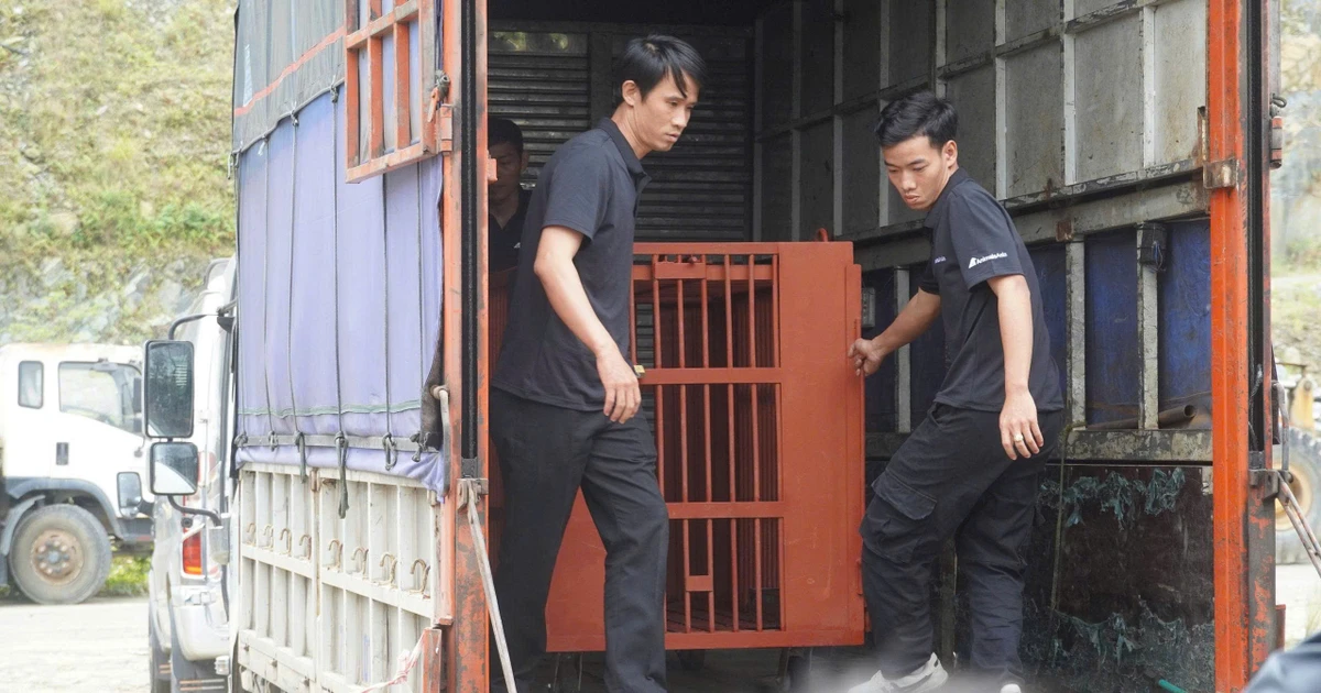 Cứu hộ cá thể gấu nặng 120kg từ một doanh nghiệp