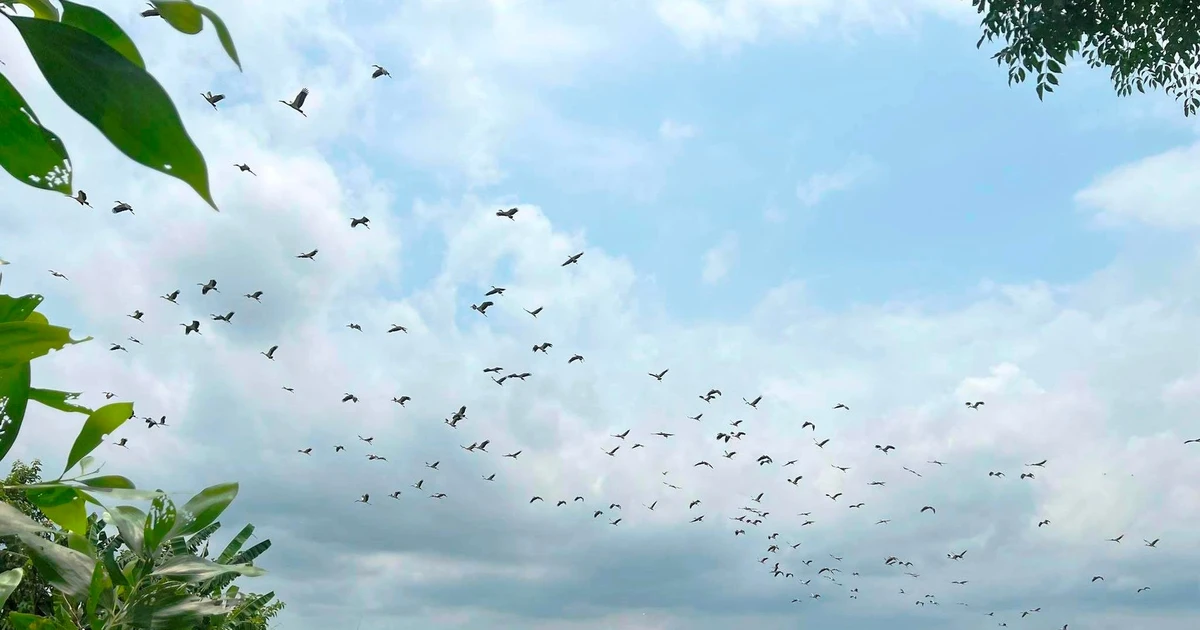 Hàng trăm cá thể chim quý hiếm bất ngờ xuất hiện ở Huế