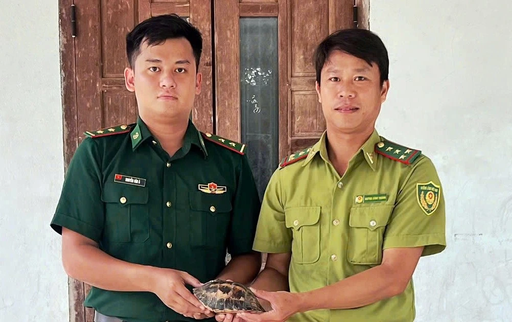 Rùa quý trên đường Hồ Chí Minh sắp trở lại rừng
