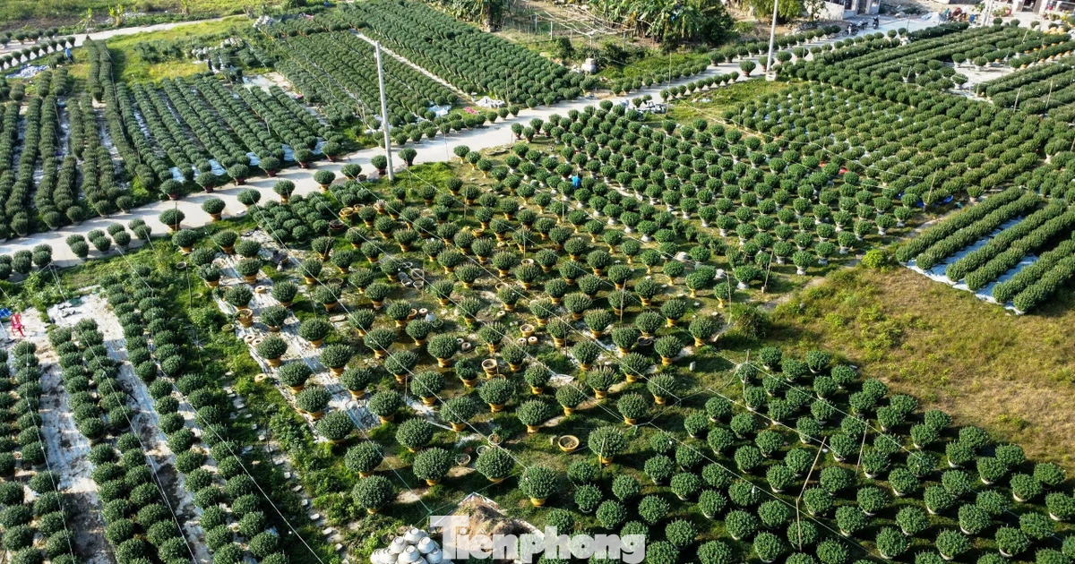 Ngập sắc xuân trên những cánh đồng hoa trước Tết