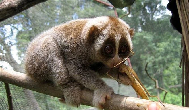 Con vật hoang dã nguy cơ tuyệt chủng bất ngờ ‘lạc’ vào trường học