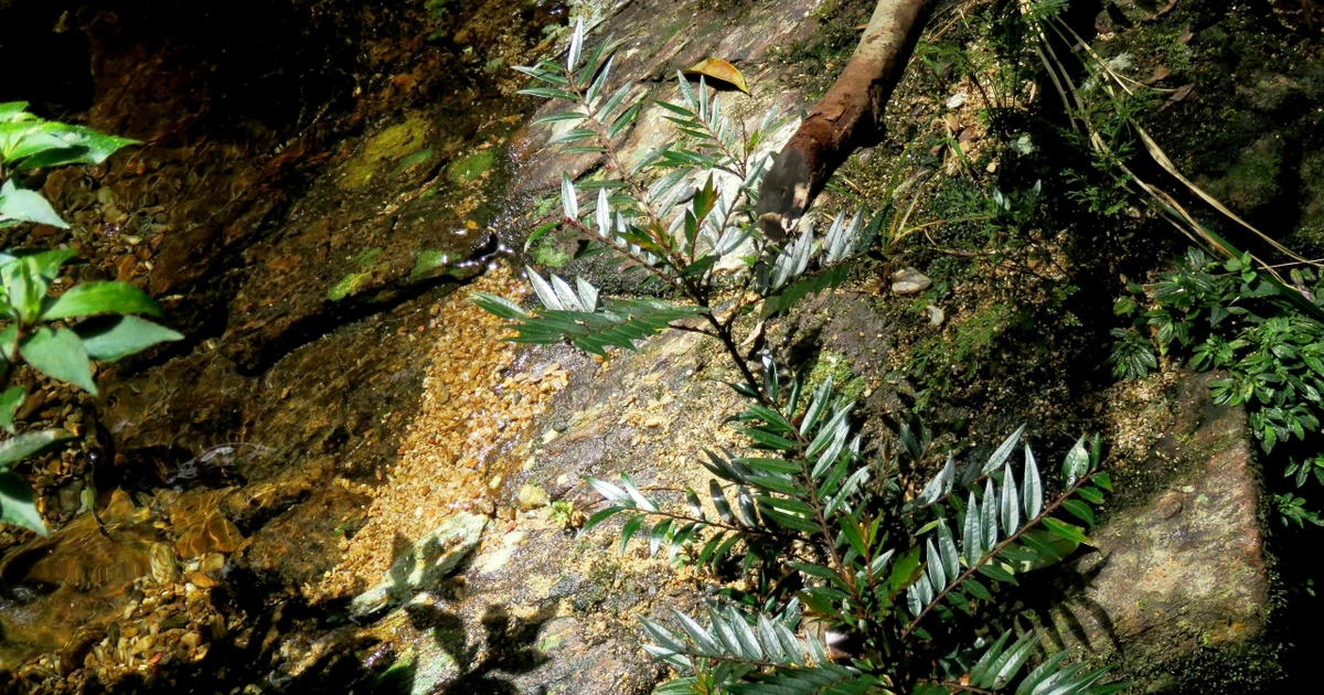 Phát hiện loài mới tại khu dự trữ thiên nhiên ở Huế