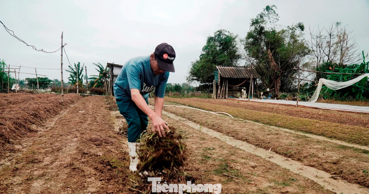 Vựa hoa lớn nhất xứ Huế nguy cơ ‘mất Tết’