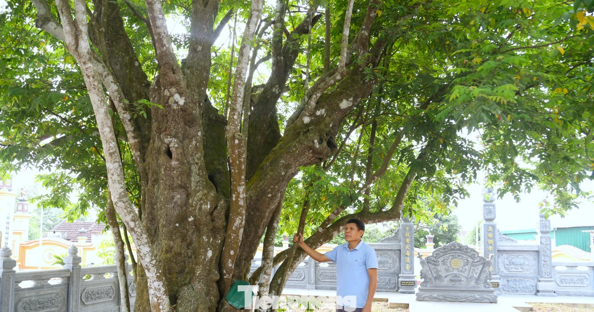Cây khế 'sống khỏe' suốt 400 năm, gắn với phong trào Xô Viết Nghệ Tĩnh