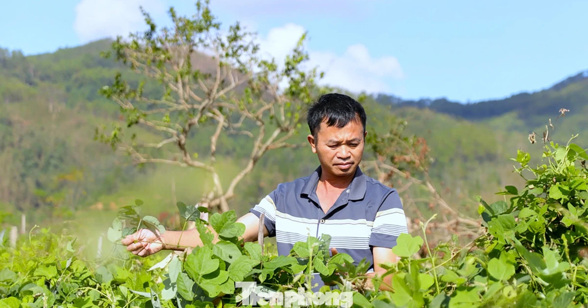 Cây trồng '3 lợi ích' giúp nông dân thoát nghèo