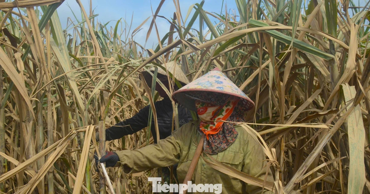 'Khóc ròng' vì cánh đồng mía héo quắt, chết khô sau mưa lũ