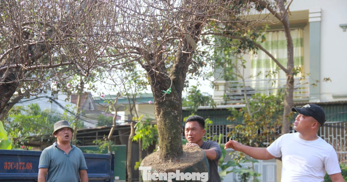 Đào 'khủng' đổ bộ xuống phố