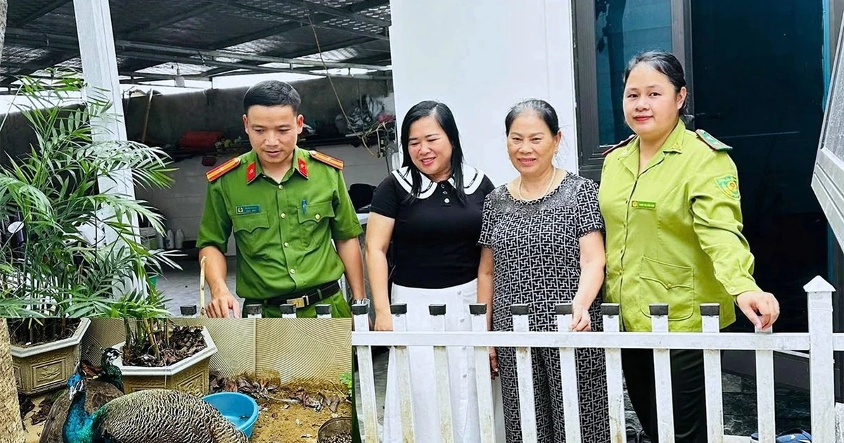 Nhặt được đôi chim quý bên đường, người phụ nữ thấp thỏm suốt nhiều đêm
