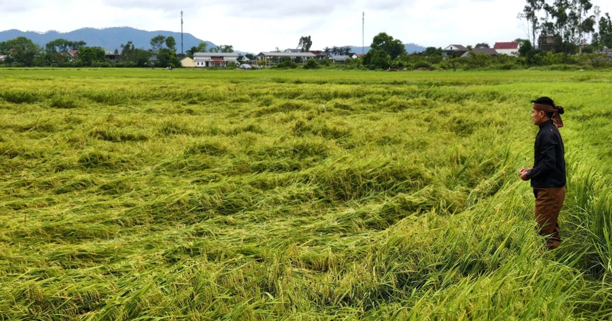 Mưa dông dồn dập làm lúa chín đổ rạp, nông dân lo mất trắng