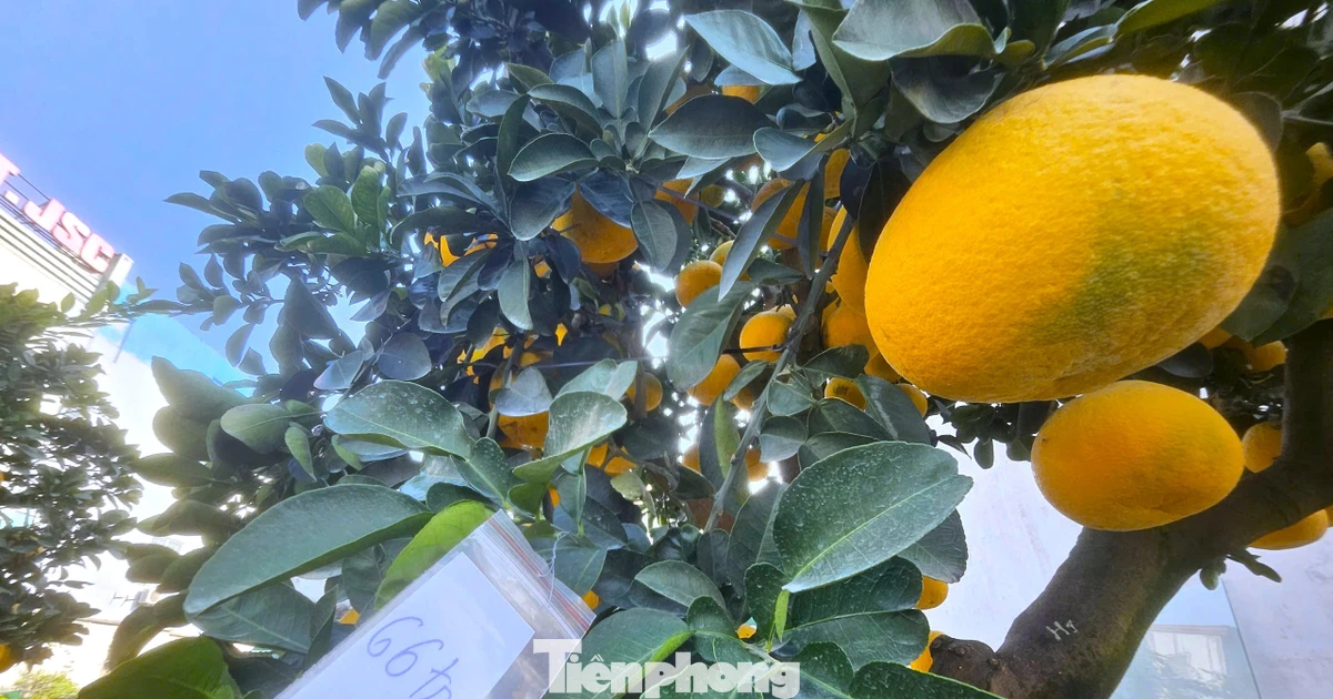 Quất, bưởi ‘siêu quả’ giá hàng chục triệu đồng rộn ràng xuống phố