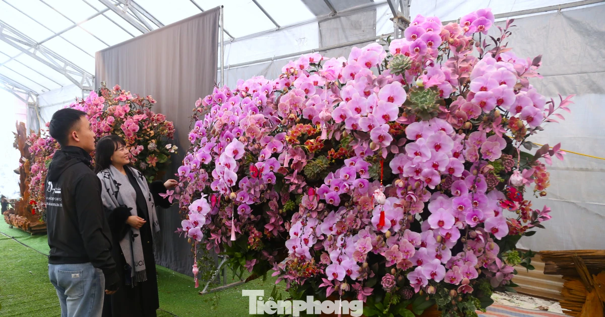 Lan hồ điệp ghép gỗ lũa ‘hút’ khách