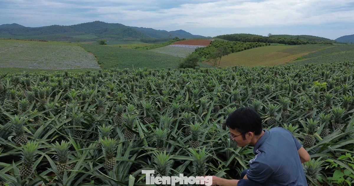 Vùng đất cằn và loài cây đầy bản lĩnh trước bão giông
