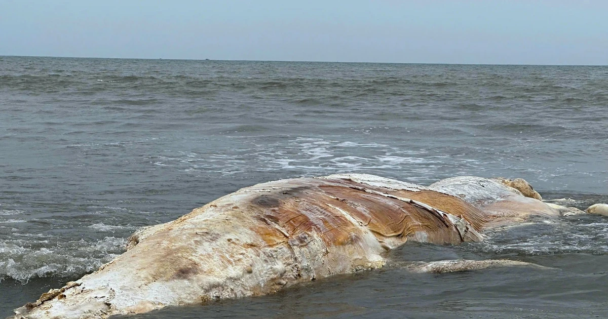 Xác cá voi khủng đang phân hủy trôi dạt vào bờ biển Nghệ An