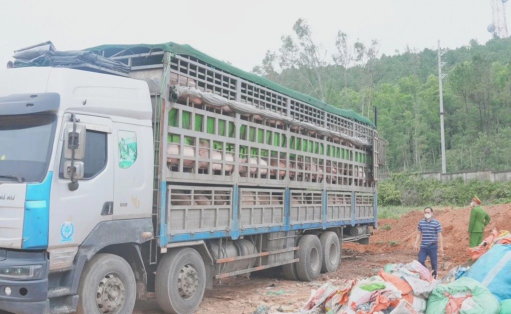 Phát hiện xe tải chở hơn 15 tấn lợn nhiễm dịch tả châu Phi