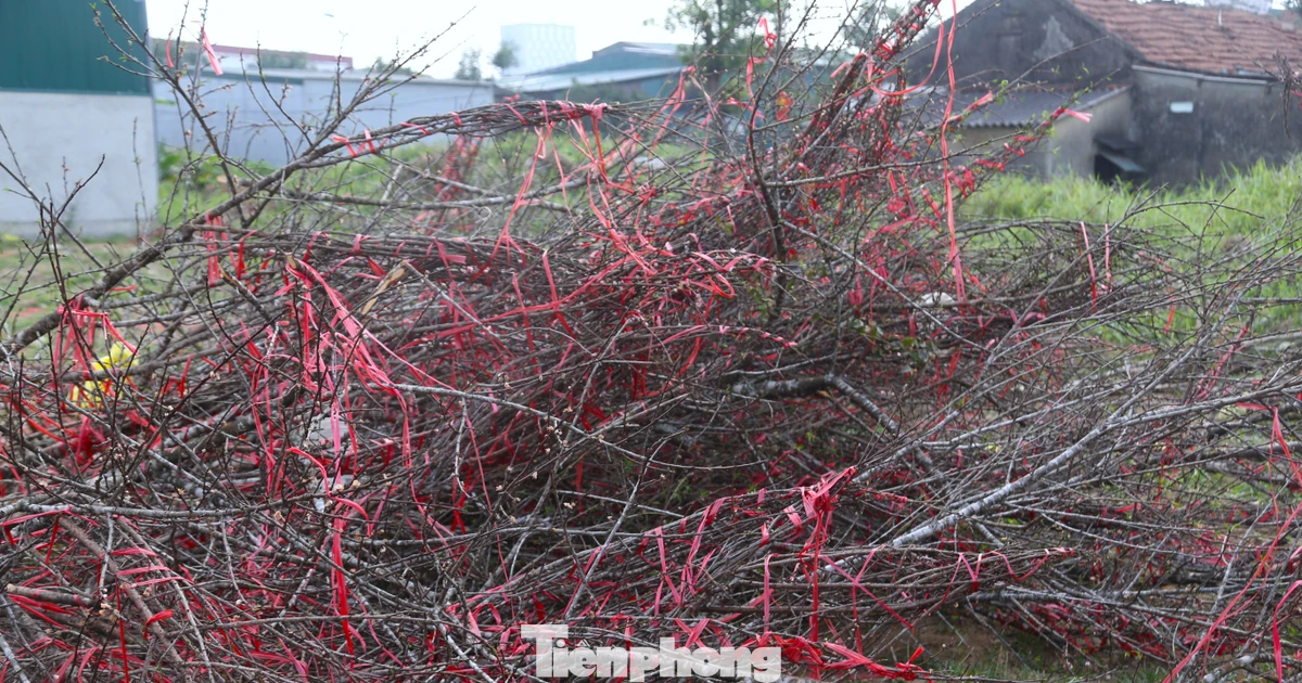 Xót xa hàng trăm cành đào bị chặt bỏ, chất đống bên đường