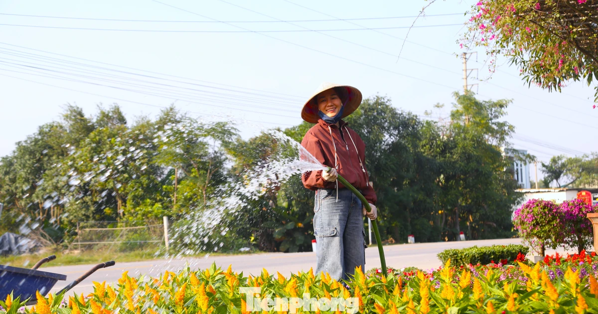 Làng hoa, cây cảnh Nghệ An tất bật cho vụ mùa lớn nhất trong năm