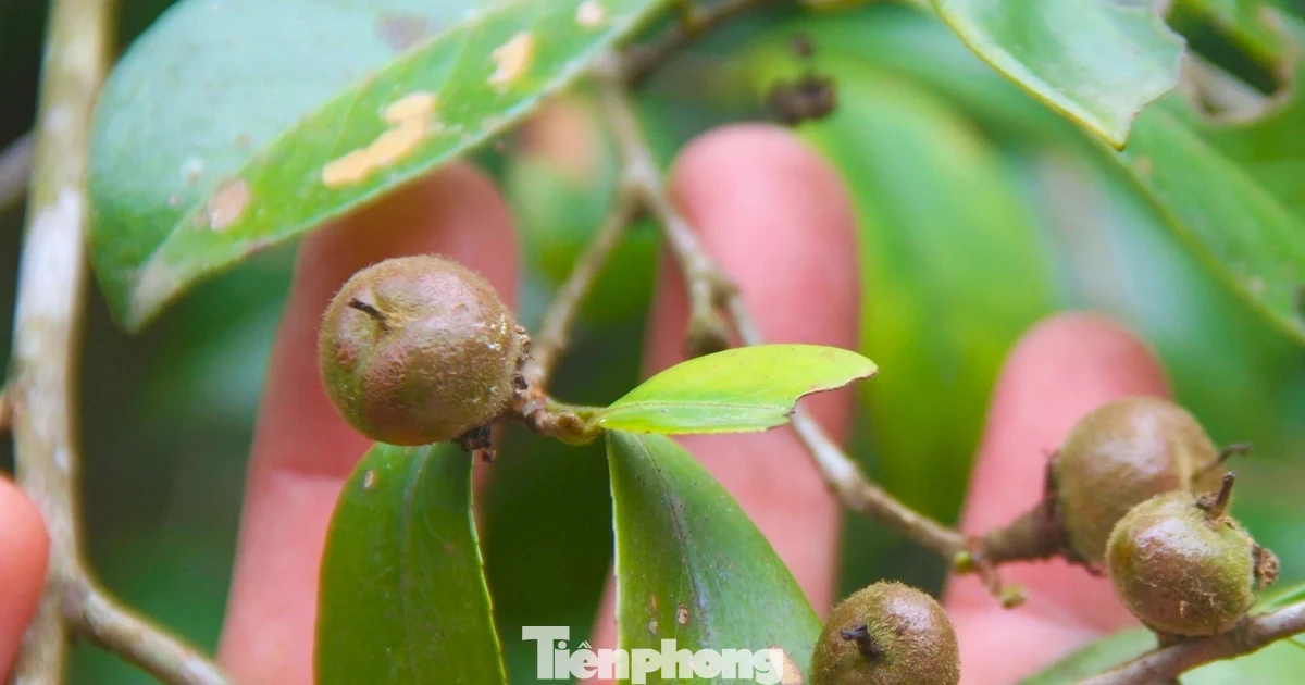 Cây sở mở lối thoát nghèo