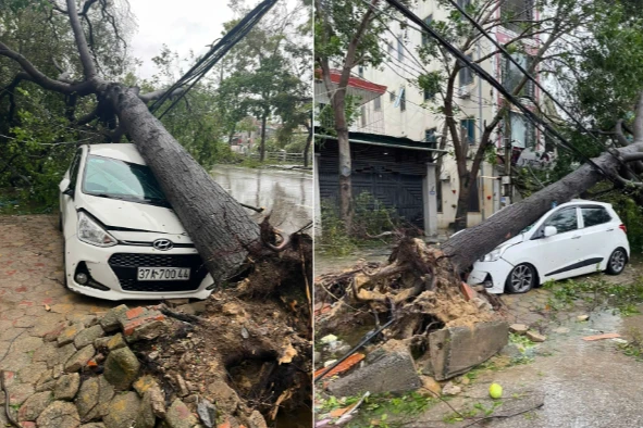 Cây đổ la liệt đè hàng loạt ô tô ở Nghệ An