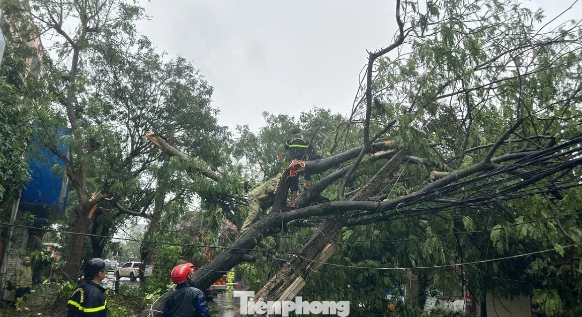 Bão số 10 quần thảo, hơn 6.000 cây xanh ở Nghệ An bị quật ngã