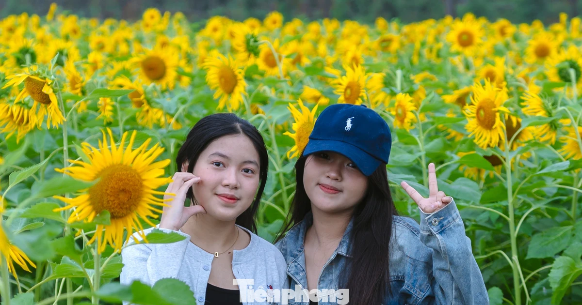 Bạn trẻ nườm nượp check-in vườn hoa hướng dương ở quê Bác