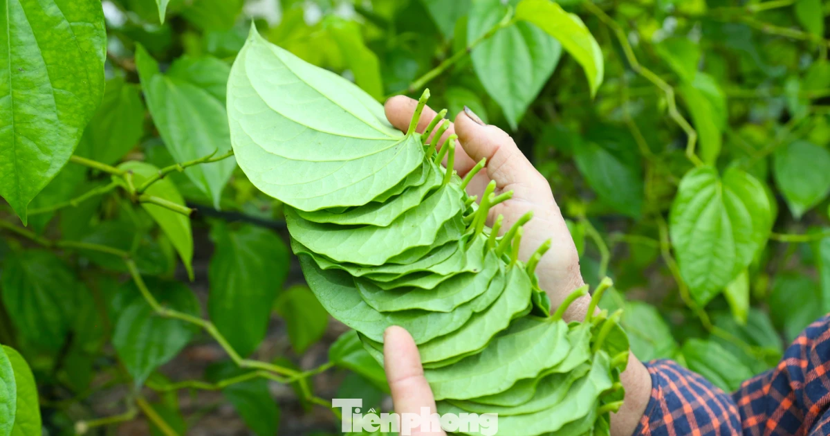 Về nơi 'đếm lá tính tiền' ở Nghệ An dịp áp Tết