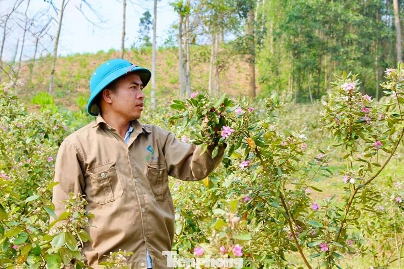 Hai lần khởi nghiệp trắng tay, đổi đời nhờ loài cây mọc dại