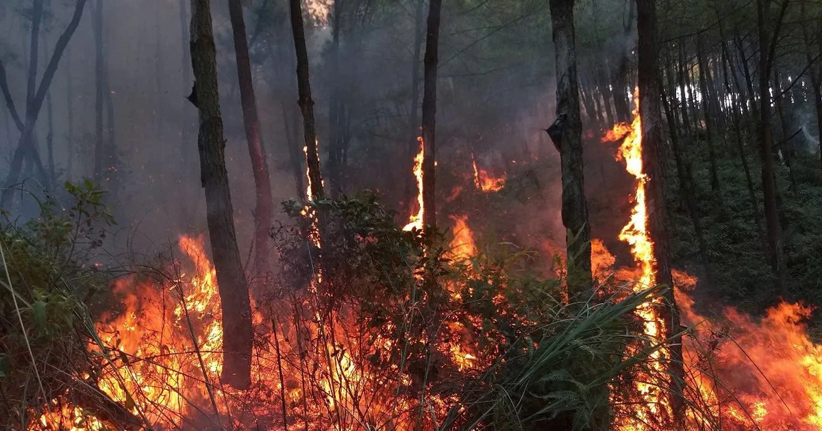 Sét đánh gây cháy rừng thông, hàng trăm người lao vào dập lửa