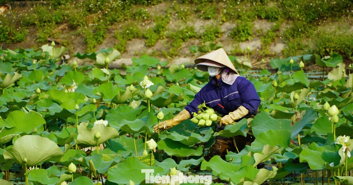 Nghề trồng sen ở quê Bác