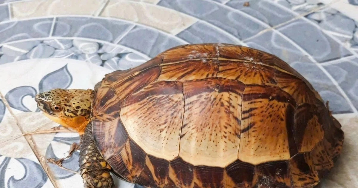 Nhặt rùa hộp trán vàng quý hiếm trên đường