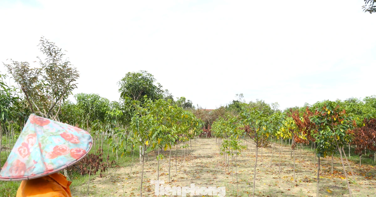 Bão tan, nước rút, nắng lên, nhưng cả làng cây cảnh lo mất Tết