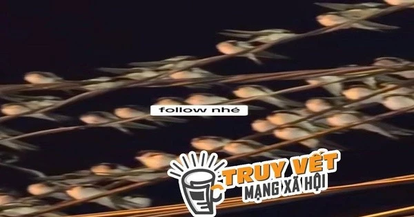 Ngành chức năng nói gì hiện tượng hàng ngàn con chim én đậu chằng chịt trên dây điện ở Cần Thơ?