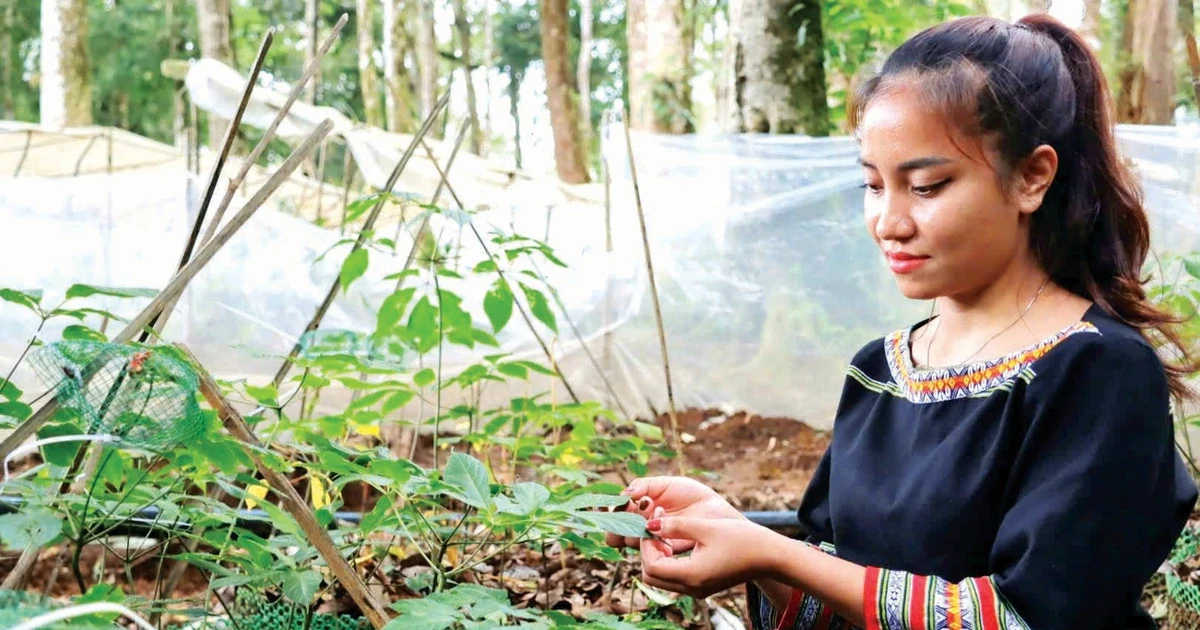 Đón Tết giữa đại ngàn Ngọc Linh