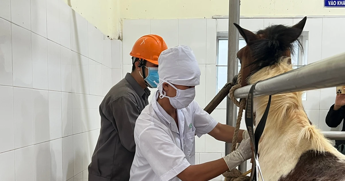 Trại 'nuôi ngựa cứu người' và liều thuốc sinh tử