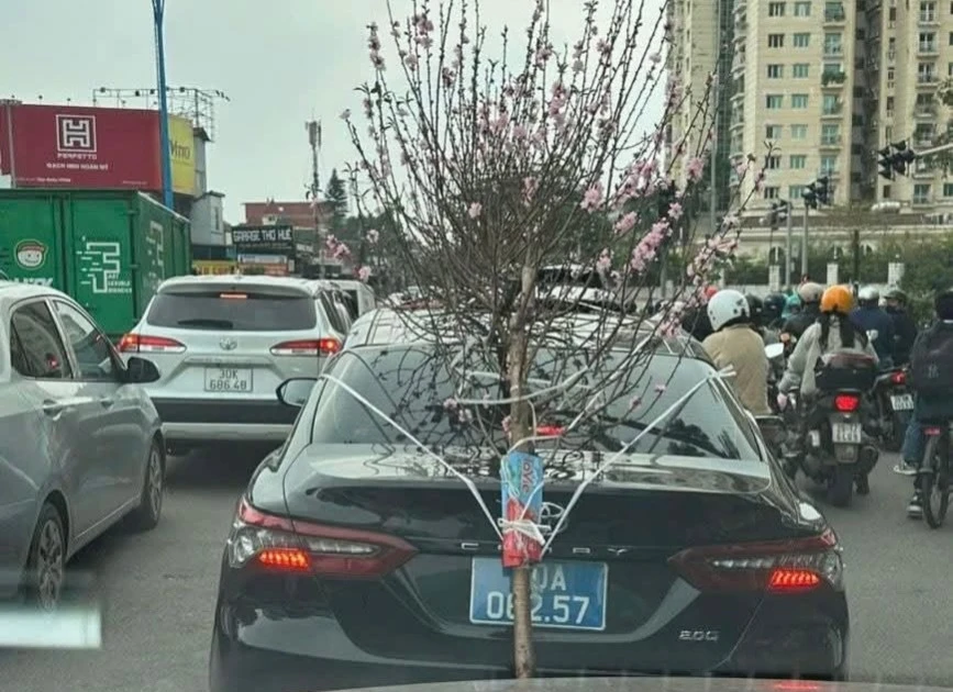 Xử phạt tài xế xe biển xanh chở cành đào che lấp biển số