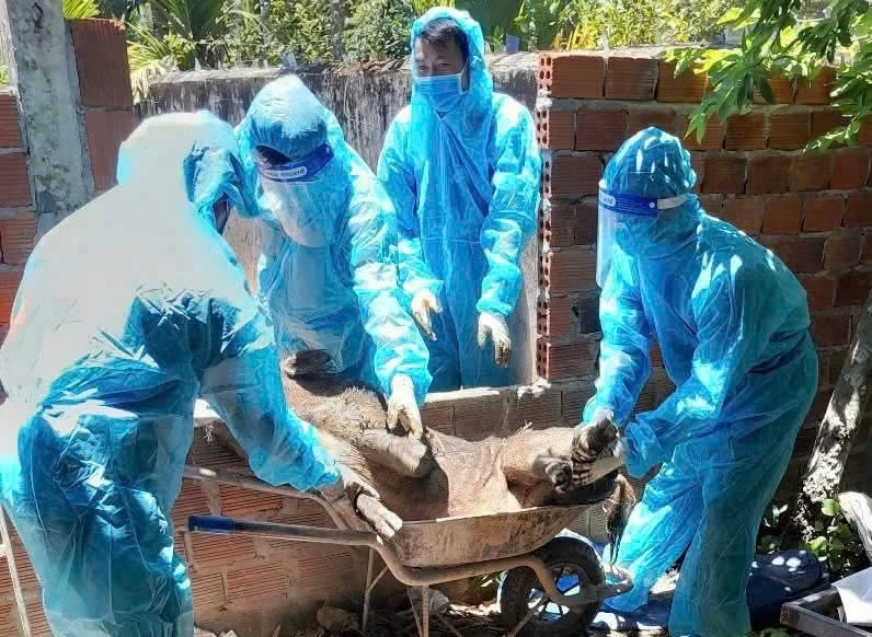 Quảng Ngãi đề nghị Trung ương hỗ trợ 106 tỷ đồng khắc phục dịch bệnh động vật