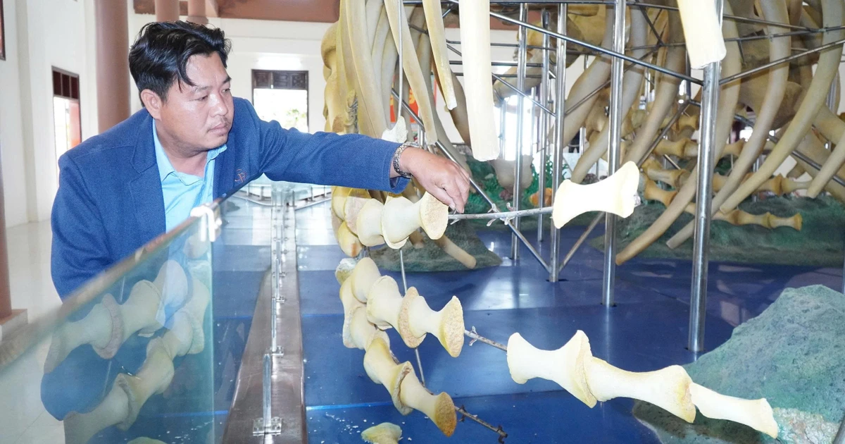 Hiện trạng hai bộ 'ngọc cốt' cá Ông lớn nhất Việt Nam ở Lý Sơn